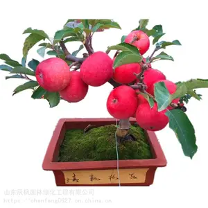 盆栽苹果价格 果树盆栽价格 苹果盆景 产地直销 当年结果