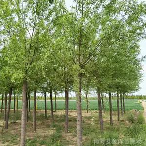 ��Ұ��Ӧ����-6���ֺ���-���Ի���-�������-Ʒ������