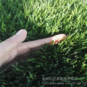 马尼拉草坪报价 红三叶草坪 草皮卷 相思子种子