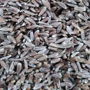 北苍术种子价格 正宗朱砂点苍术品种 发芽率高 诚信商家