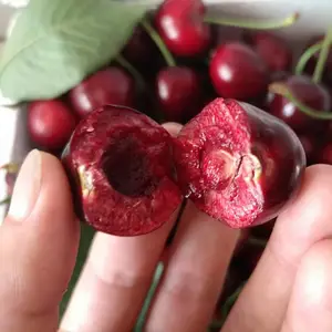 �ͺ��޽Ӻ���ӣ���� ����˹�˺�ӣ����۸� ����˹8�Ŵ�ӣ����
