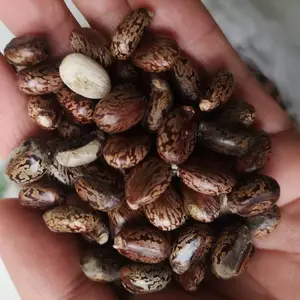 野生蓖麻子批发 蓖麻子 蓖麻子的功效
