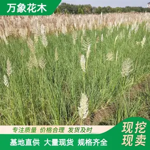基地供应常绿蒲苇小苗 水生植物 湿地公园造景观赏草 规格齐全