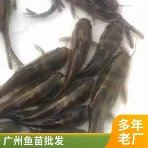 鲲腾 黄颡鱼 淡水鱼苗 池塘养殖 鲜活黄骨鱼苗 种苗供应
