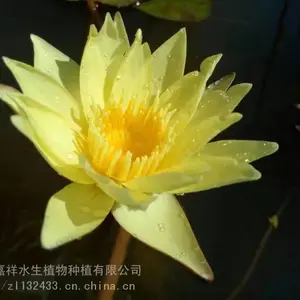 睡莲 睡莲苗 睡莲种苗 睡莲种植基地