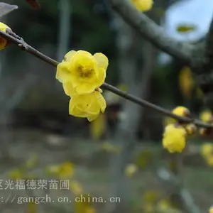 苏州腊梅树 腊梅花 腊梅树种植苗圃基地 梅花树培育批发 苏州别墅庭院绿化工程