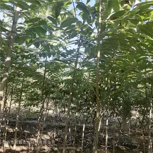 ¶���㴻���� ����ũҵ ��Ʒ���㴻�� ���س���