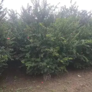 大冠幅丛生花石榴旱地苗成活***