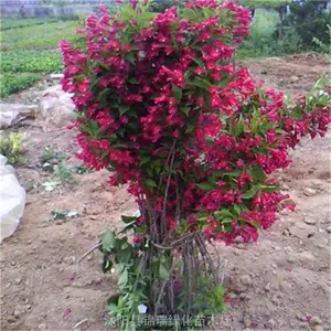 早春花灌木锦带花球 海仙花 园林庭院观赏 绿地点缀苗木