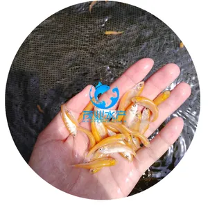 2019年金草鱼苗/湖南益阳俄罗斯金丝鲩鱼苗养殖供应/广东茂业水产养殖基地