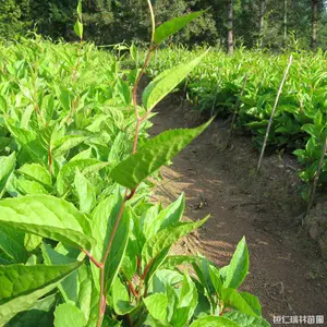 五味子苗 辽宁五味子树苗 一二年生五味子小苗 瑞林苗圃