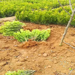 μ��СҶŮ��-������СҶŮ��-СҶŮ�������ڳ���