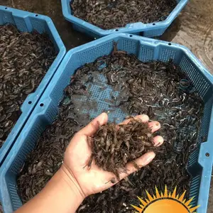 ���޴���Ϻ�������� 2-4���׵�ˮϺ�� ��ֳʳ�ð��޴���ϺϺ��۸� ����ˮ���ʻ��