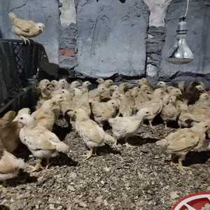 出售黄土鸡脱温苗 青年鸡架子鸡半大鸡 可以直接放养疫苗到位