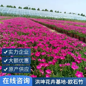 欧石竹 基地直销 草坪花卉景区花卉工程花苗 时令草花品种