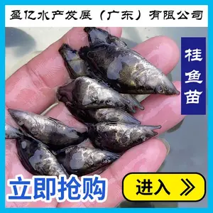 进入推荐桂花鱼苗 桂鱼苗 鳜鱼苗 翘嘴桂鱼苗 桂花鱼 季鱼苗养殖 收购鳜鱼