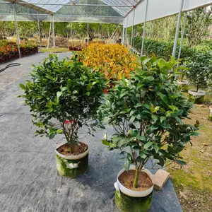 精品全冠移植茶花球袋苗 农户全冠移植茶花球格多杆全冠移植茶花球容器苗全冠精品全冠移植红车养护