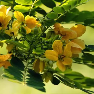 广东深圳黄花槐灌木草籽批发