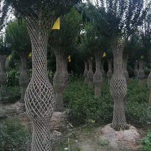 �Ĵ�ֲ�������������� ����Բ���۸� ��ޱ�����Ļ�������