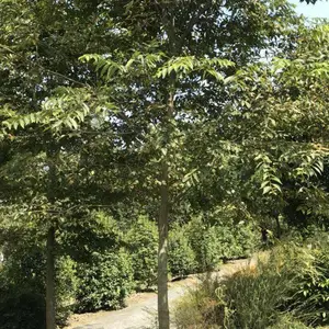 �ɶ���ɭ�̻��أ������������������磬������������Ŷ
