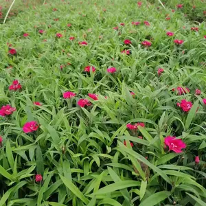�� ���ļ�ʯ�� ����ʯ�� ŷʯ��Ļ��� ���繩Ӧ ��������