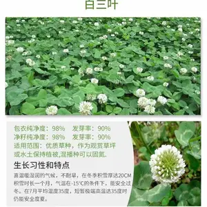 西藏拉萨常青草种草籽销售批发喷播草籽草种籽