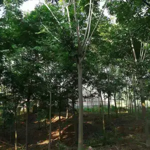 �����۸� 11���������۸�12����������������