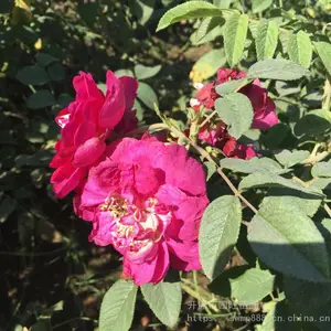 ������Ӧ �ļ�õ�廨 �༾��õʳ��õ�廨����С��