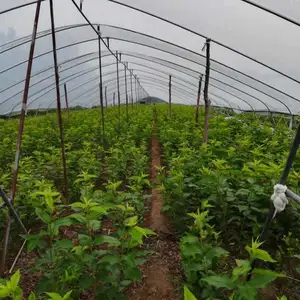 成都大樱桃树苗基地