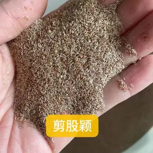 香雪球白色花种子多年生黑麦草激励草籽蓝花楹白籽苦瓜