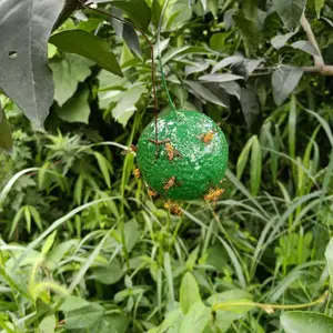 ��Ӭ�� �Ϲ�Ӭճ���� ��СʵӬ���ռ�����ɫ����