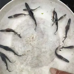 ***Ѽ�������� ���ֵ�ˮѼ������󲻹� Ѽ�����繩Ӧ��
