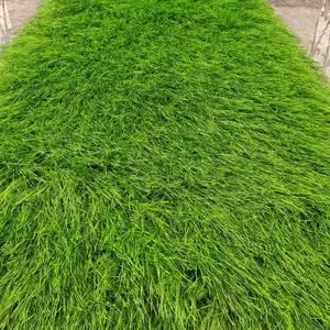 �ʼҾ�ʿ ����é���ߵ�̺ʽé�� ���� Ӱ�ӻ��� �Ž���é����