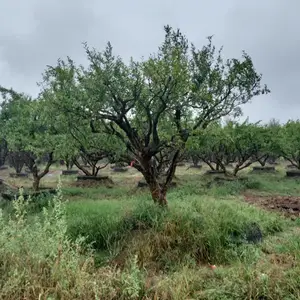 ��Ӧ��׮ʯ���� ��ʯ�����ֱ�� �羰ʯ������������