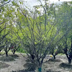 山杏树基地直销 12-20公分山杏价格报价 成都贵州山杏批发厂家 自产自销