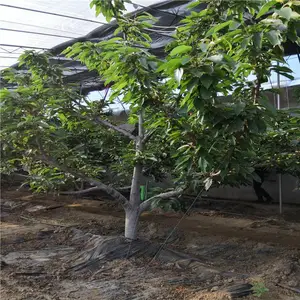 ����ӣ�������� ����ӣ���� 5�갫����ӣ���� ����ů����ֲ��ӣ���� ��ũ