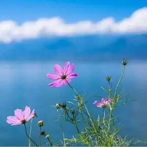 波斯菊 批发花卉花种子籽 格桑花种籽 植物种子