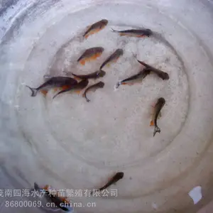 ��Ӧ�����㶫ʡ��ˮ��������3-9CM