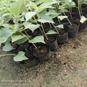 ����ӣ���� ����ӣ���� ӣ������������Ǯһ��