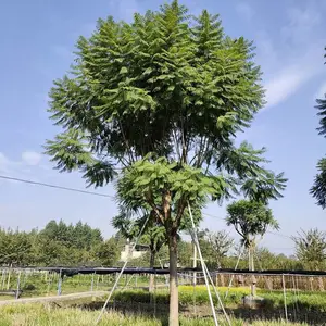 蓝花楹,蓝花楹价格,成都蓝花楹批发,成都蓝花楹基地