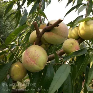 ����16�������� ���� ˧����ľ ���������������� ��������
