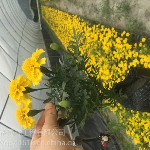 �ɶ���ȸ�ݻ��أ��Ĵ���ȸ��������20-30�߻���ֱ��