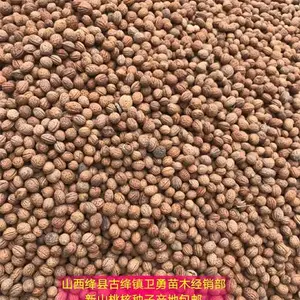 2020年山桃核价格==新山桃种子批发价格=新山桃胡发芽率高