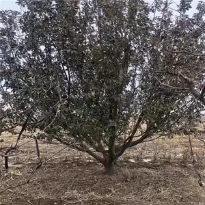 8���ֶ������� 14���ֶ������� ����ֱ��