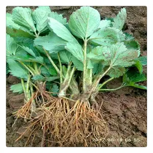 新起点园艺场桃熏草莓苗价格 桃熏草莓苗报价多少钱 怎样种植草莓苗产量高