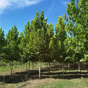 �ӱ���ͩ���ۺӱ���Ӧ��ͩ