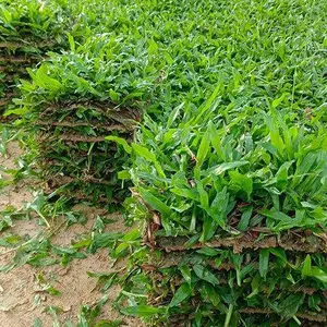 草皮基地大叶油草绿化草皮耐阴耐践踏铺草坪固土护坡草皮