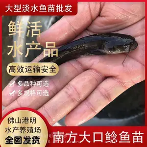 高成活率胡子鲶鱼苗 淡水南方大口鲶鱼苗 港明水产养殖