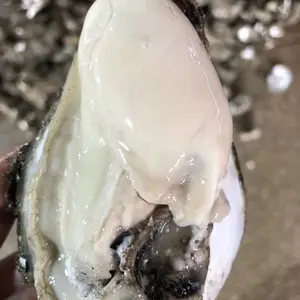 ��������������� �����ַ�