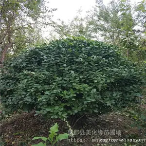 ����Ե 60������ì����� ��ì��Ʒ��ì�� ���ֹ��
